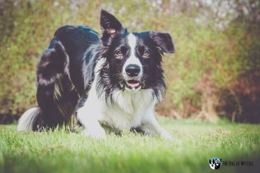 Agility border hot sale collie breeders